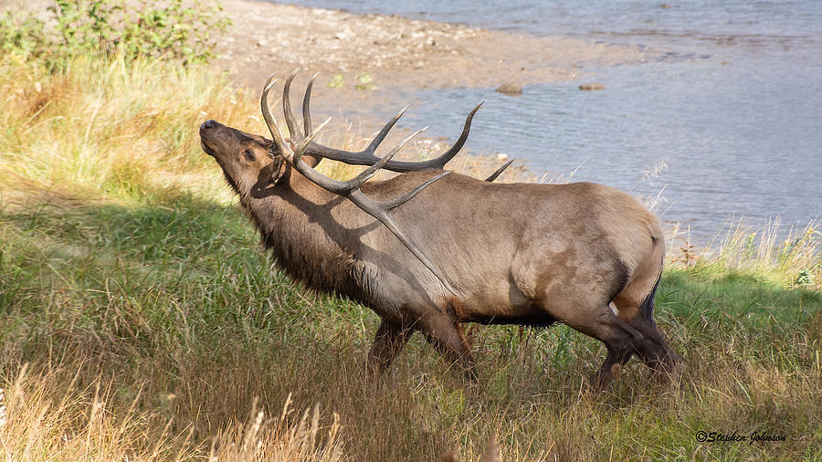 Seven Point Elk Bugling Photograph by Stephen Johnson