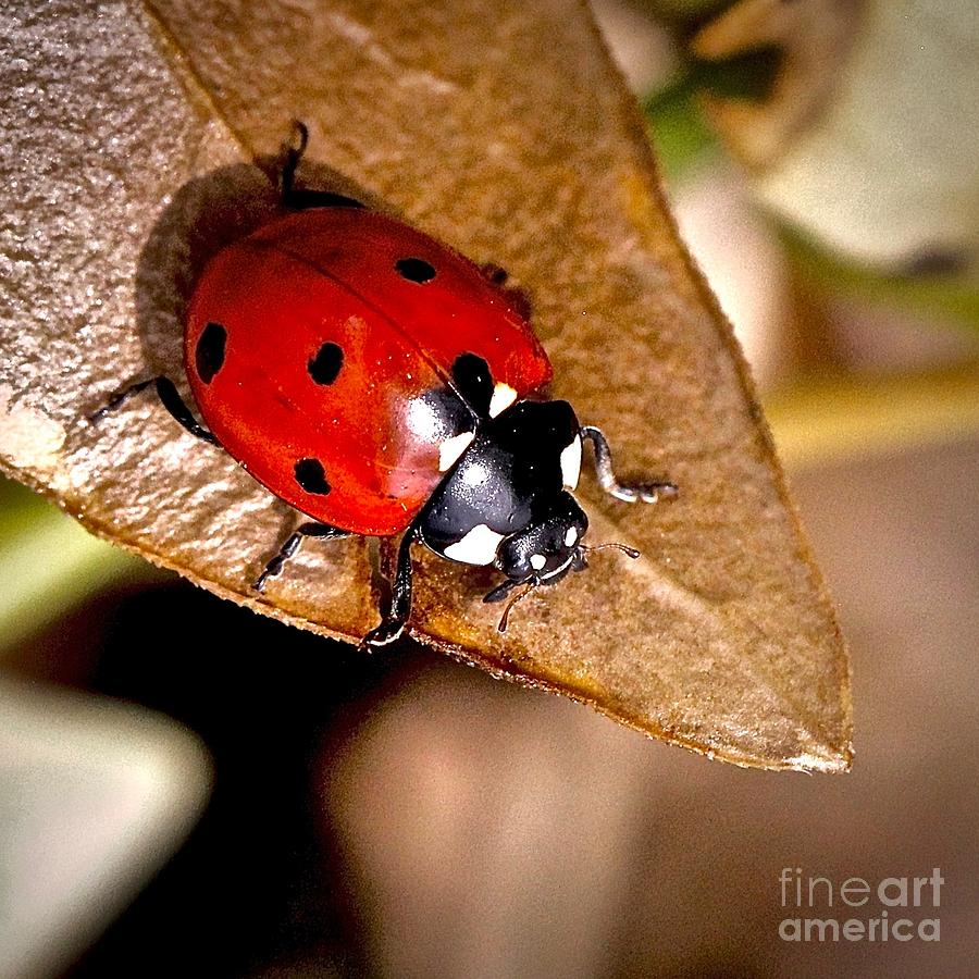 Seven Point Ladybug Photograph by Elisabeth Derichs