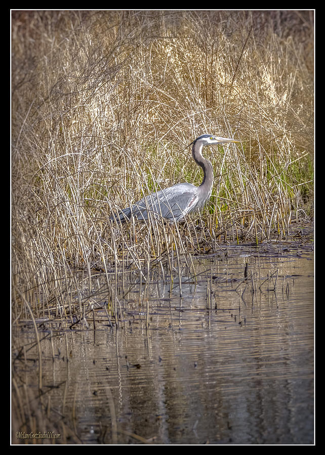 Wildlife Photograph - Seven Ponds Nature Center Blue Heron by LeeAnn McLaneGoetz McLaneGoetzStudioLLCcom
