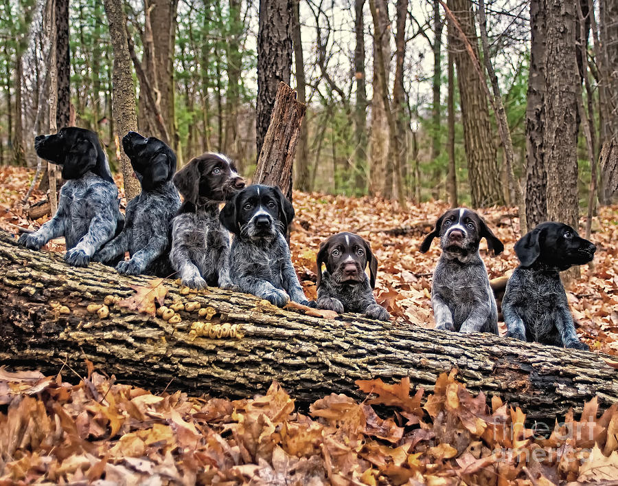 Seven Drahthaar Pups on a Log Photograph by Timothy Flanigan