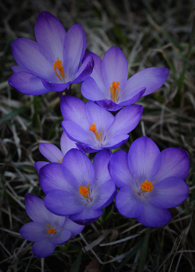 Spring Photograph - Seven Purple Crocuses by Richard Andrews