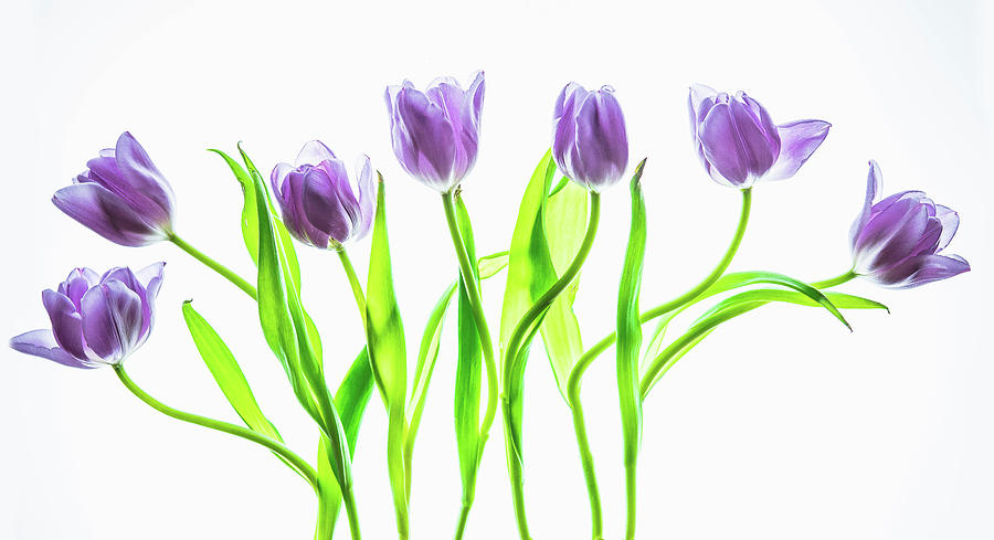 Tulip Photograph - Seven Purple Tulips by Rebecca Cozart