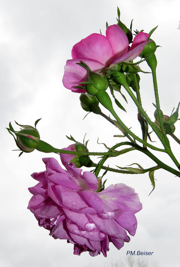 Seven Sisters Roses Photograph by Phyllis Beiser - Pixels