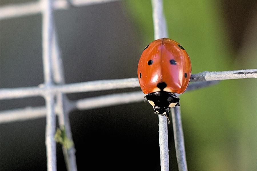 Seven Spotted Lady Beetle Photograph by Scott Carlton