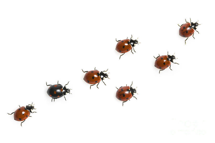 Seven-spotted Lady Beetles Photograph by Jean-Louis Klein & Marie-Luce Hubert