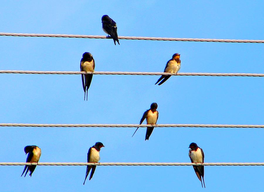 Seven Swallows Photograph by Ana Maria Edulescu