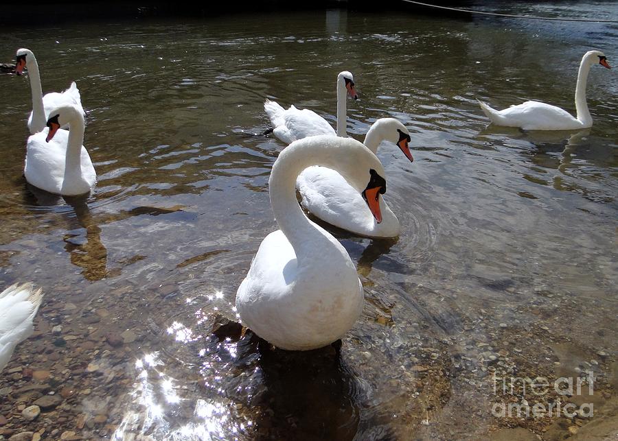 Seven Swans Swimming Photograph by Barbie Corbett-Newmin