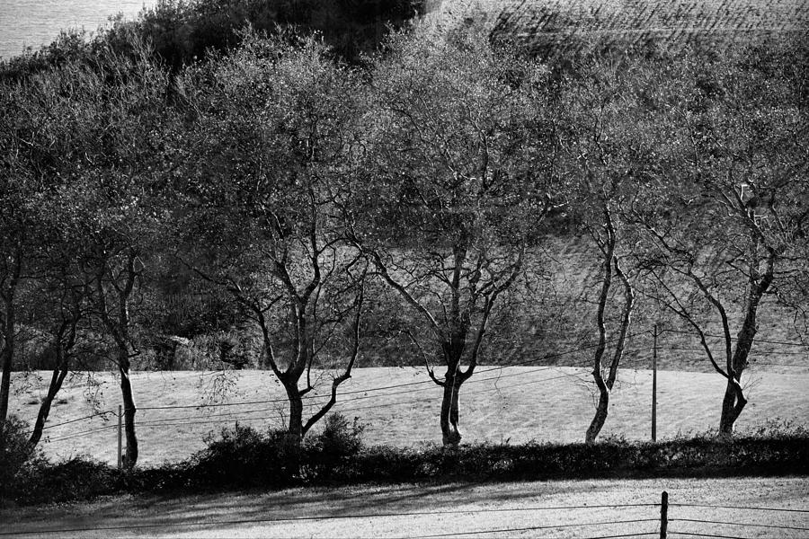Seven Trees Photograph by Joseph Amaral