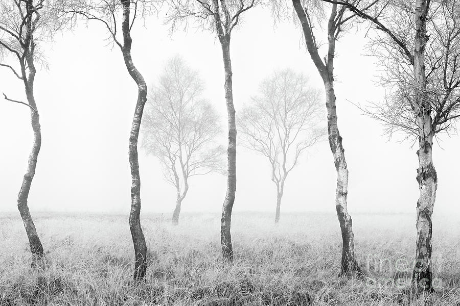 Seven Trees Photograph by Richard Burdon