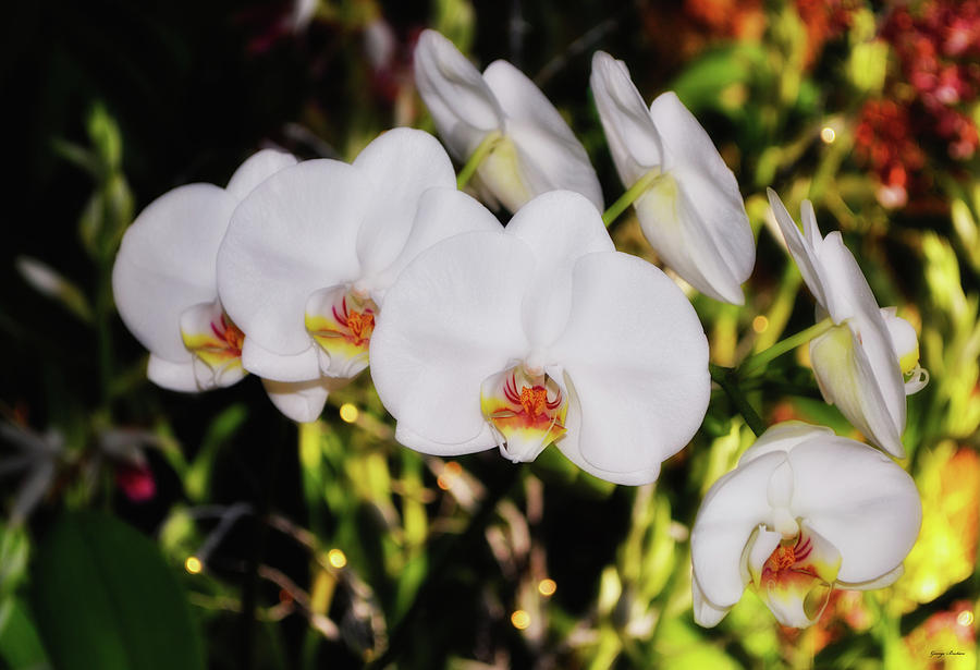 Flowers Still Life Photograph - Seven White Orchids 001 by George Bostian