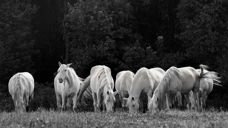 Seven White Ponies Photograph by Holly Ross