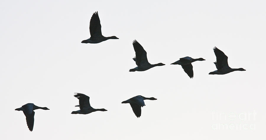 Sevenfold geese Photograph by Casper Cammeraat