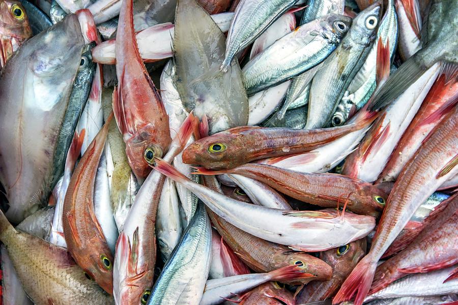 Several types of sea fish captured in the Adriatic Sea Photograph by ...