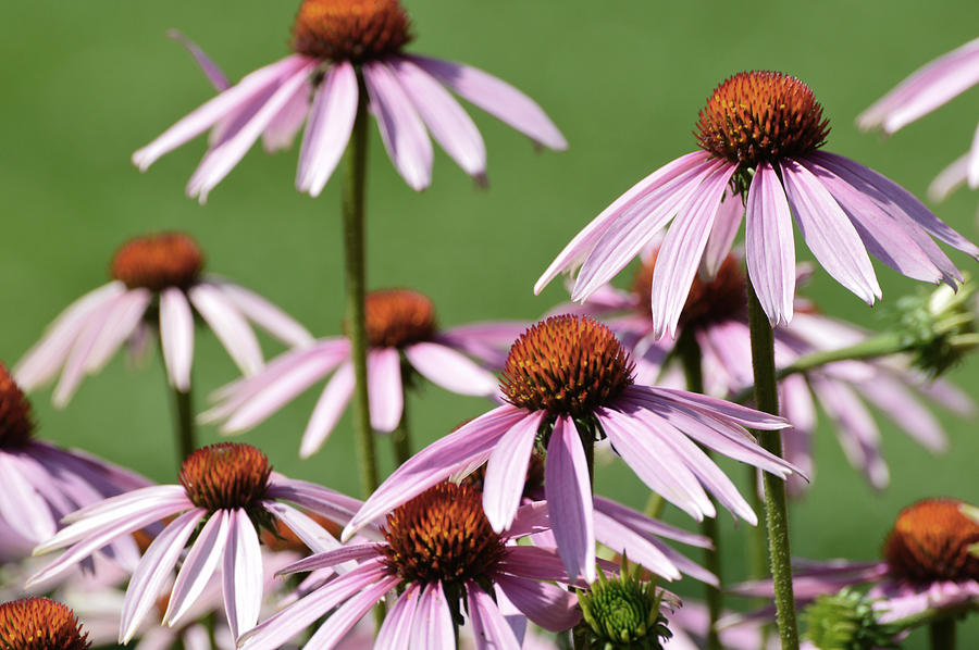 Several Echinacea  Photograph by Lyle Crump