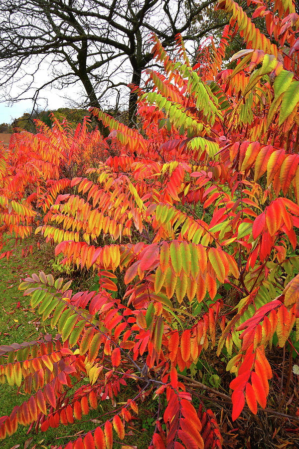 Severson Dells Multicolored Sumac Photograph by Ray Mathis
