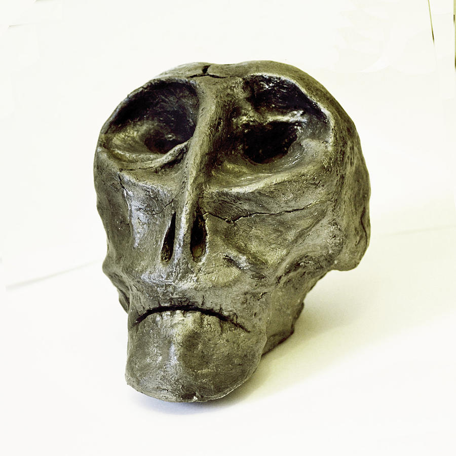 Skull Ceramic Art - Severus by Dann