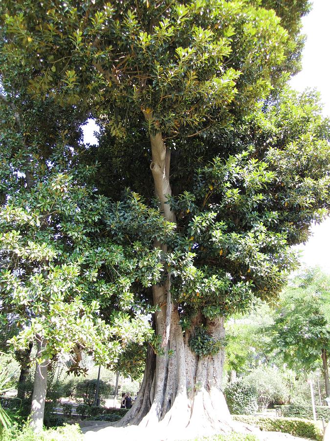 Seville Ancient Garden Tree II Spain Photograph by John Shiron