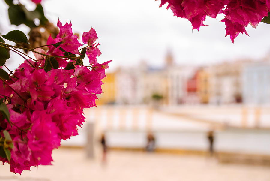 Seville - Flowers and Calle Betis Photograph by AM FineArtPrints