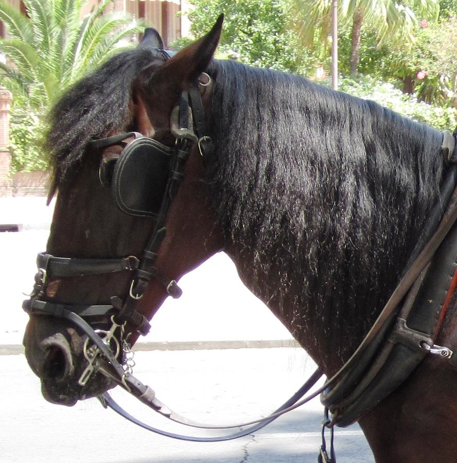 Seville Horse Ride III Spain Photograph by John Shiron