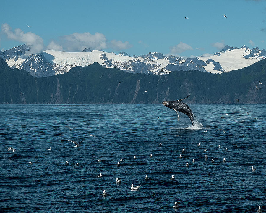 Seward Whale Breach Photograph by Ian Johnson