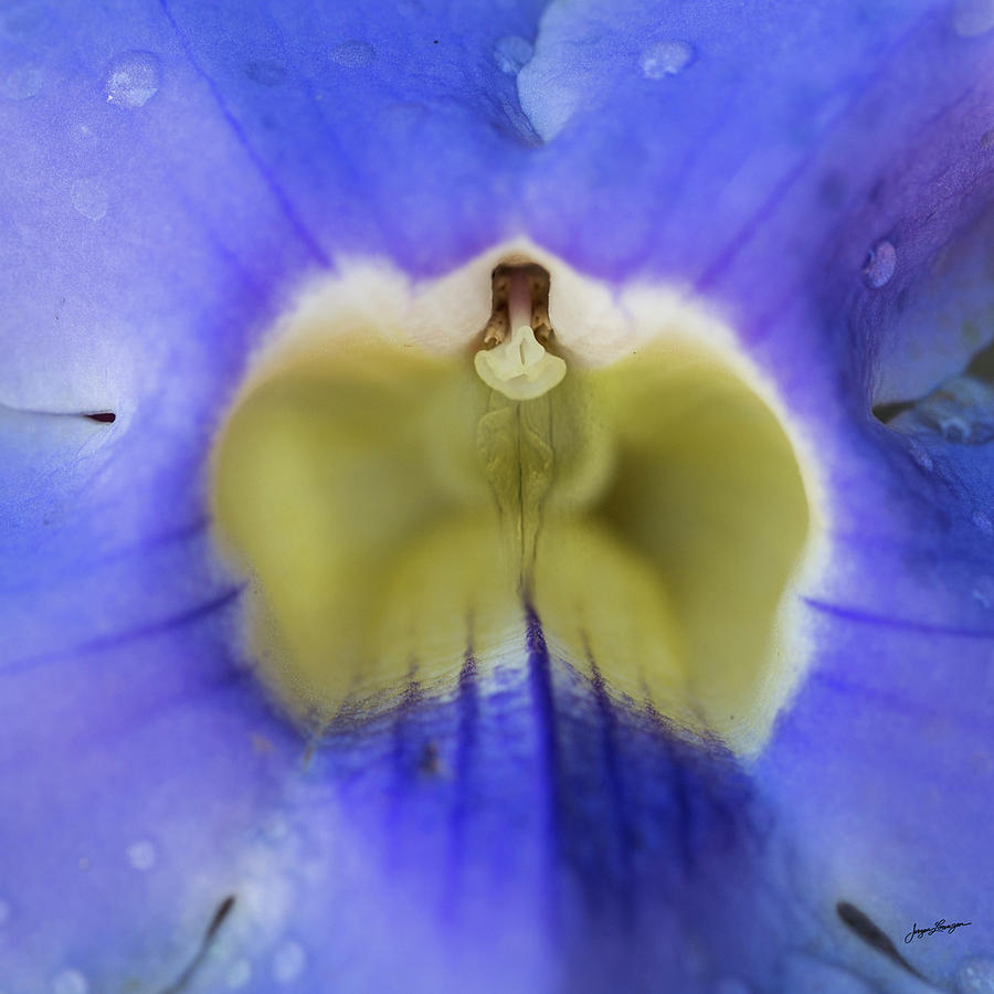Sexy Blue Flower Photograph by Jurgen Lorenzen