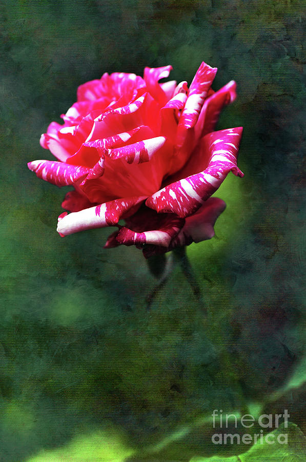 Pattern Photograph - Sexy Rexy Rose by Kaye Menner