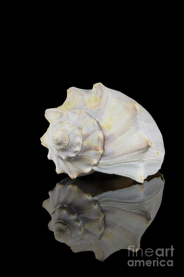 Sexy Seashell Photograph by Anthony Sacco