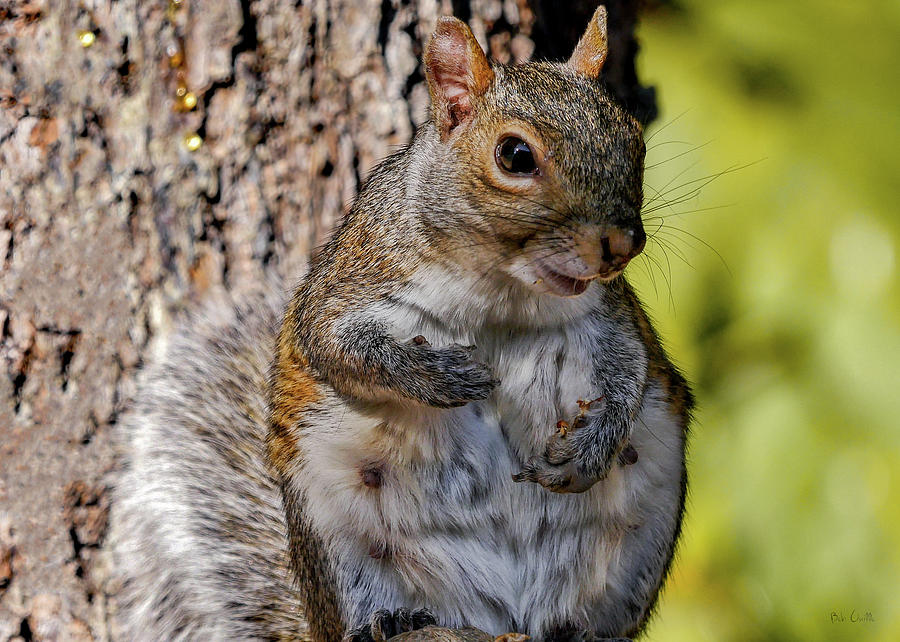 Nature Photograph - Sexy Squirrel by Bob Orsillo