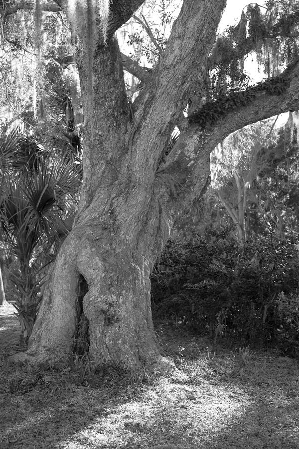 Kingsley Plantation Tree Photograph