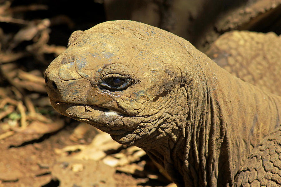 Seychelles Tortoise Photograph by Tony Murtagh
