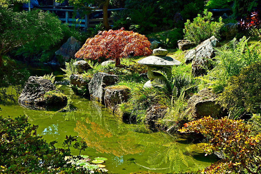 SF Japanese Tea Garden Study 1 Photograph by Robert Meyers-Lussier