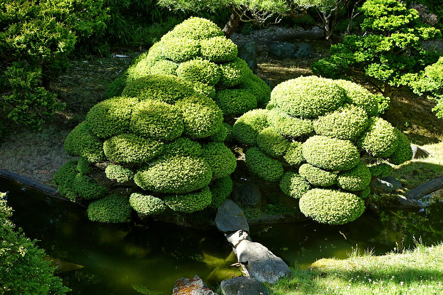 SF Japanese Tea Garden Study 6 Photograph by Robert Meyers-Lussier