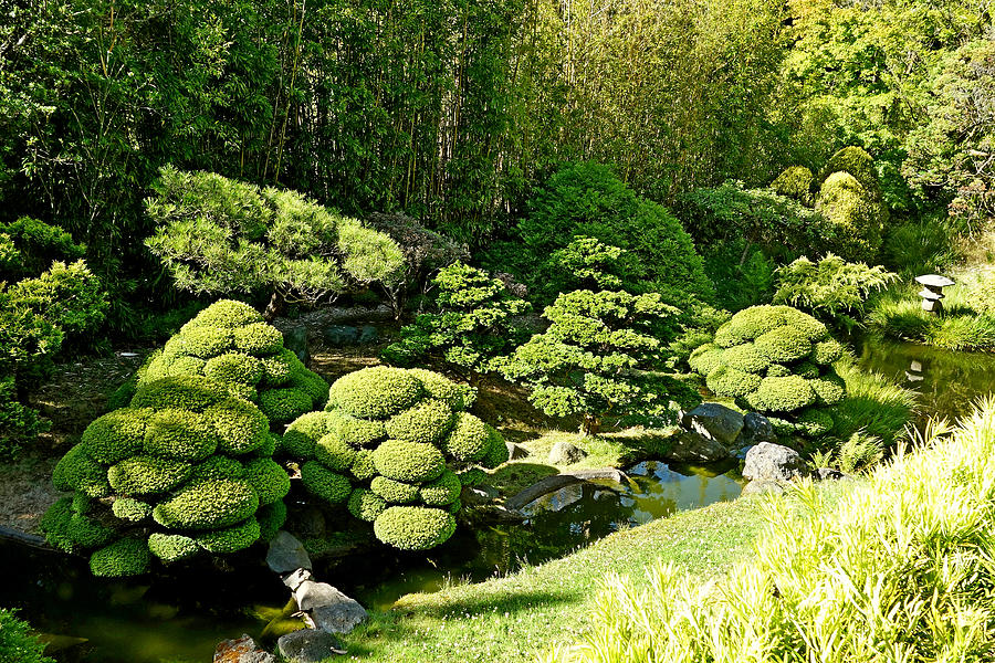 Sf Japanese Tea Garden Study 8 Photograph