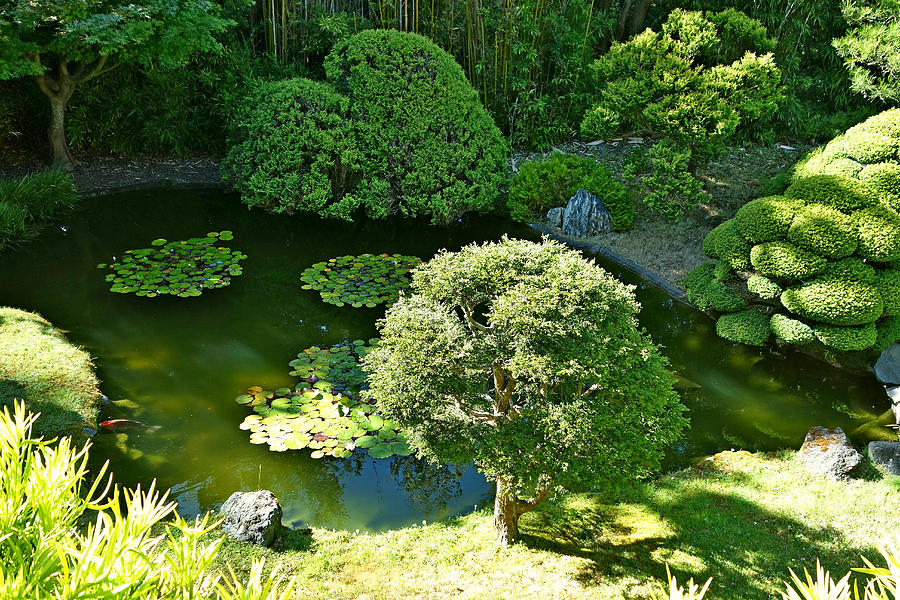 SF Japanese Tea Garden Study 9 Photograph by Robert Meyers-Lussier