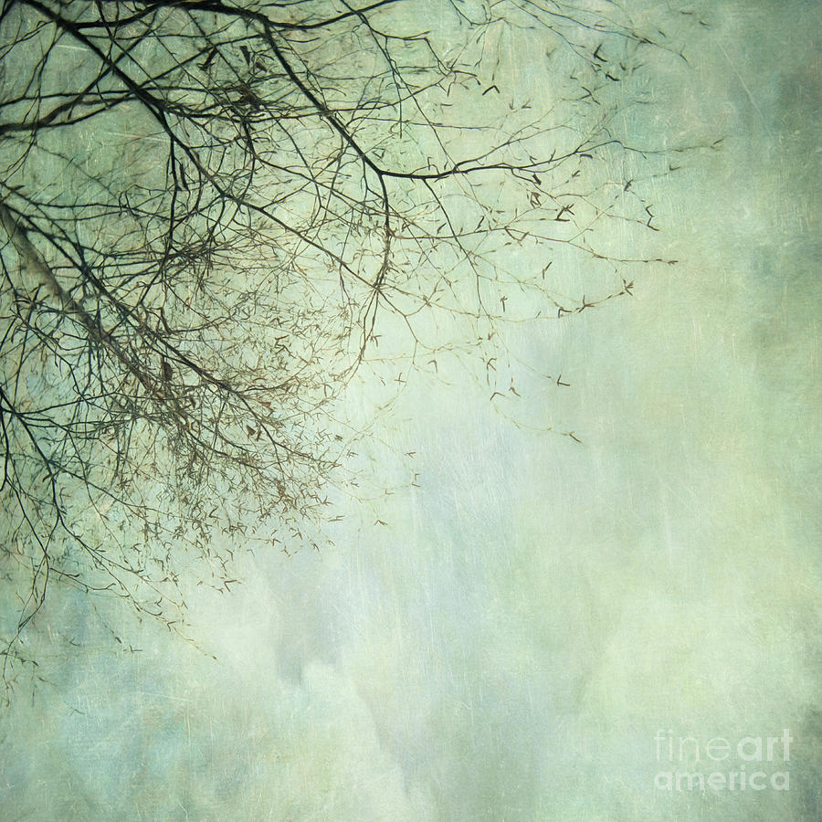 Limbs of a tree  Photograph by Priska Wettstein