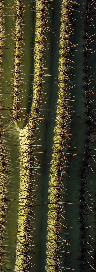 Saguaro Cactus Detail Photograph