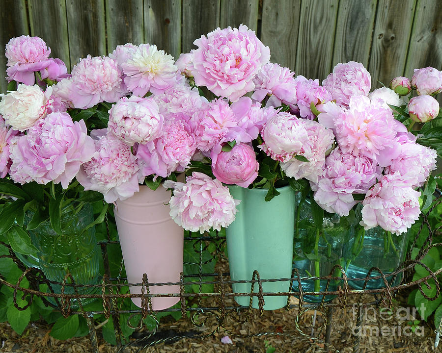 Shabby Chic Pink Peonies In Pink Aqua Buckets - Cottage Garden Pink Peony Prints Home Decor  Photograph by Kathy Fornal