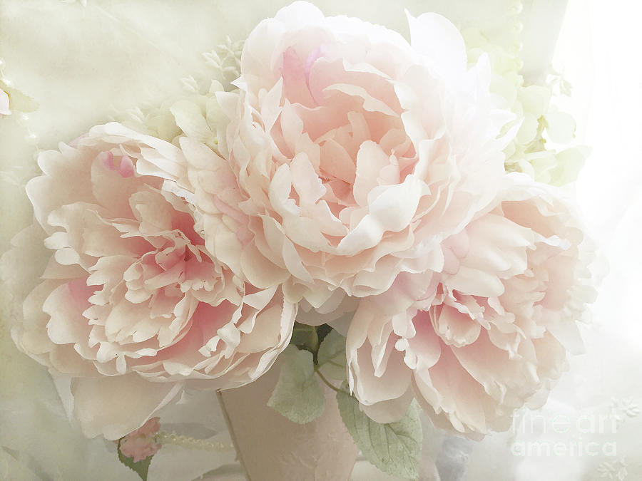 Shabby Chic Romantic Pastel Pink Peonies Floral Art - Pastel Blush Pink Peonies Home Decor Photograph by Kathy Fornal