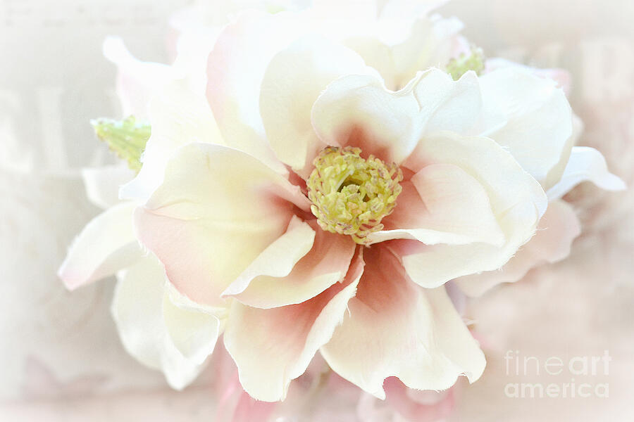 Shabby Chic White Dreamy Pastel Magnolia Blossom - Dreamy Magnolia Floral Decor Photograph by Kathy Fornal