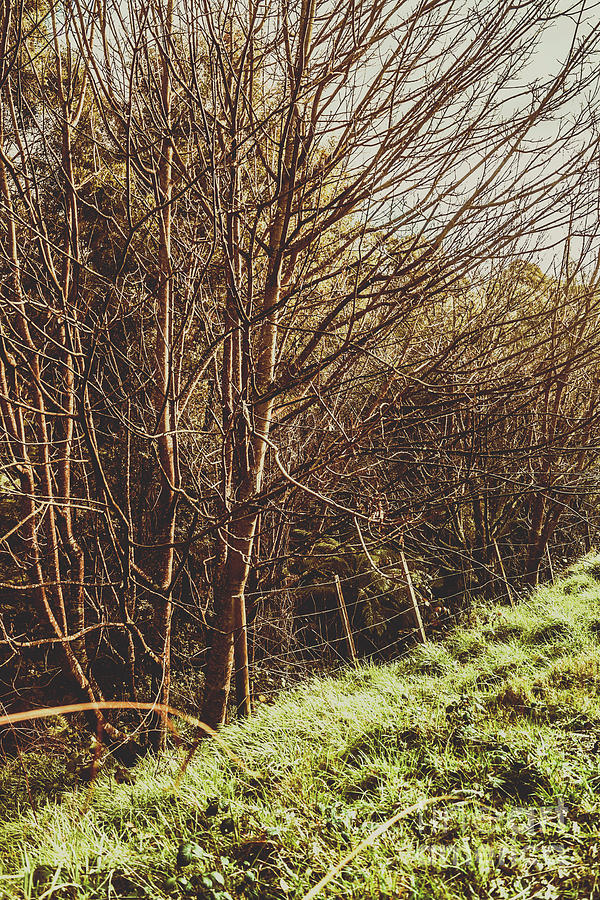 Shabby leafless trees Photograph by Jorgo Photography