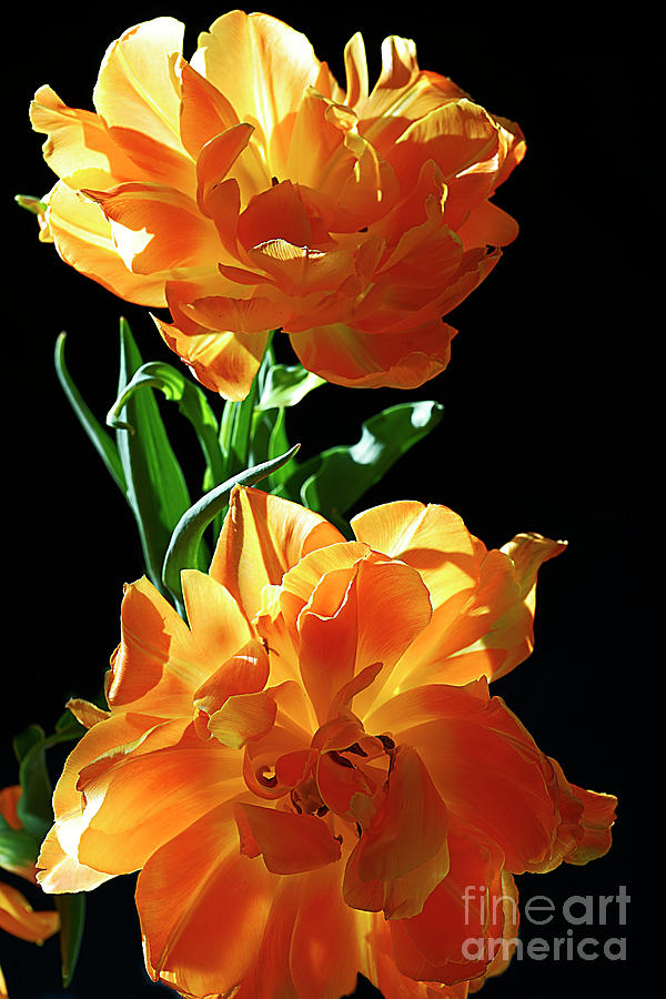 Tulips  In The Sun Photograph