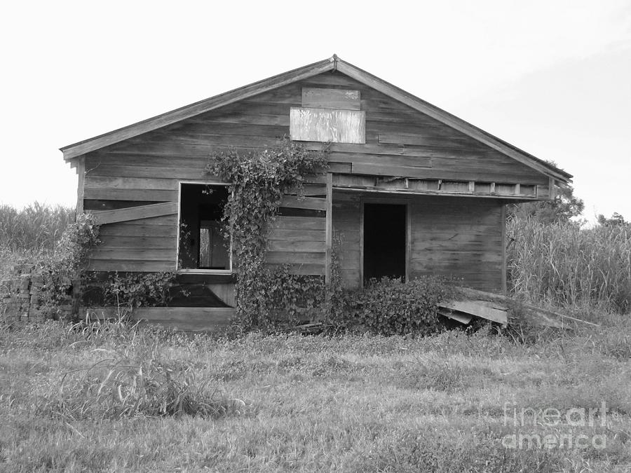 Shack Barn Photograph by Michelle Powell - Fine Art America