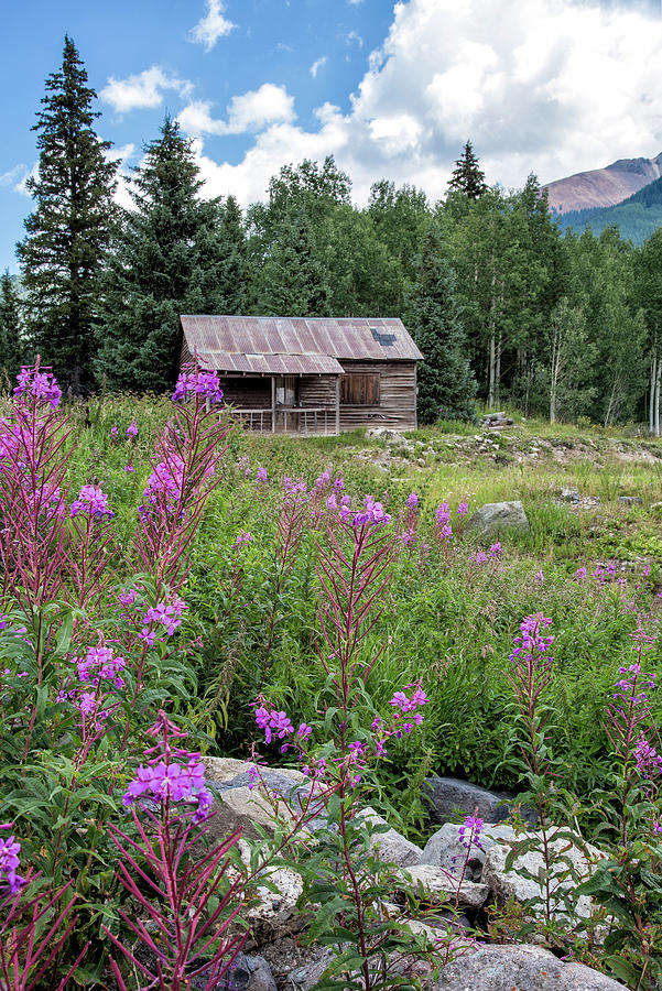 Shack With Fireweed Photograph by Denise Bush