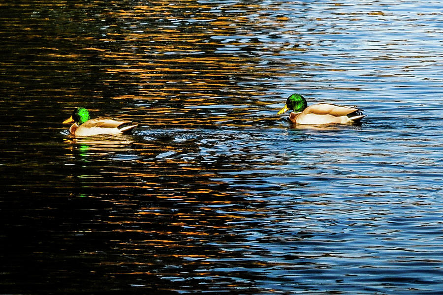 Shade and Sunlight - Mallard Ducks Photograph by Marilyn Burton