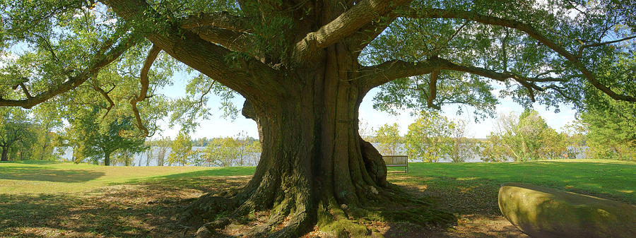 Shade Tree 2 Panoramic Photograph by Mike McGlothlen