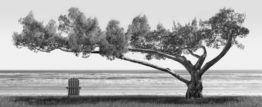 Shade Tree bw Photograph by Mike McGlothlen