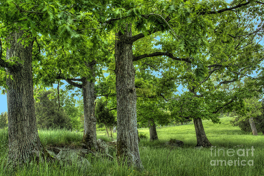 Peace Project Photograph - Shade Trees by Pete Hellmann Peace Project Photograph - Shade Trees by Pete Hellmann