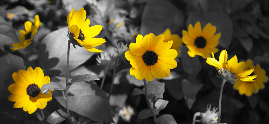 Shaded Daisies Photograph by Lawrence S Richardson Jr