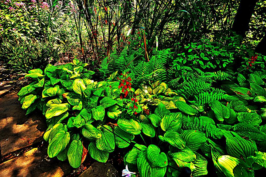 Made in the Shade Hostas Wall Art Photograph by Stacie Siemsen