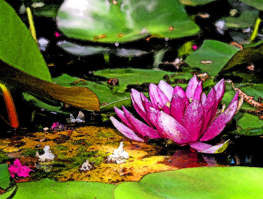 Shaded Lotus Wearing Water Color Photograph by James Granberry
